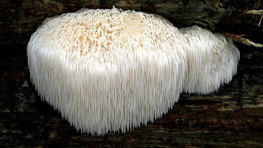 best lion's mane mushroom supplement