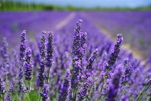 lavender benefits and dose